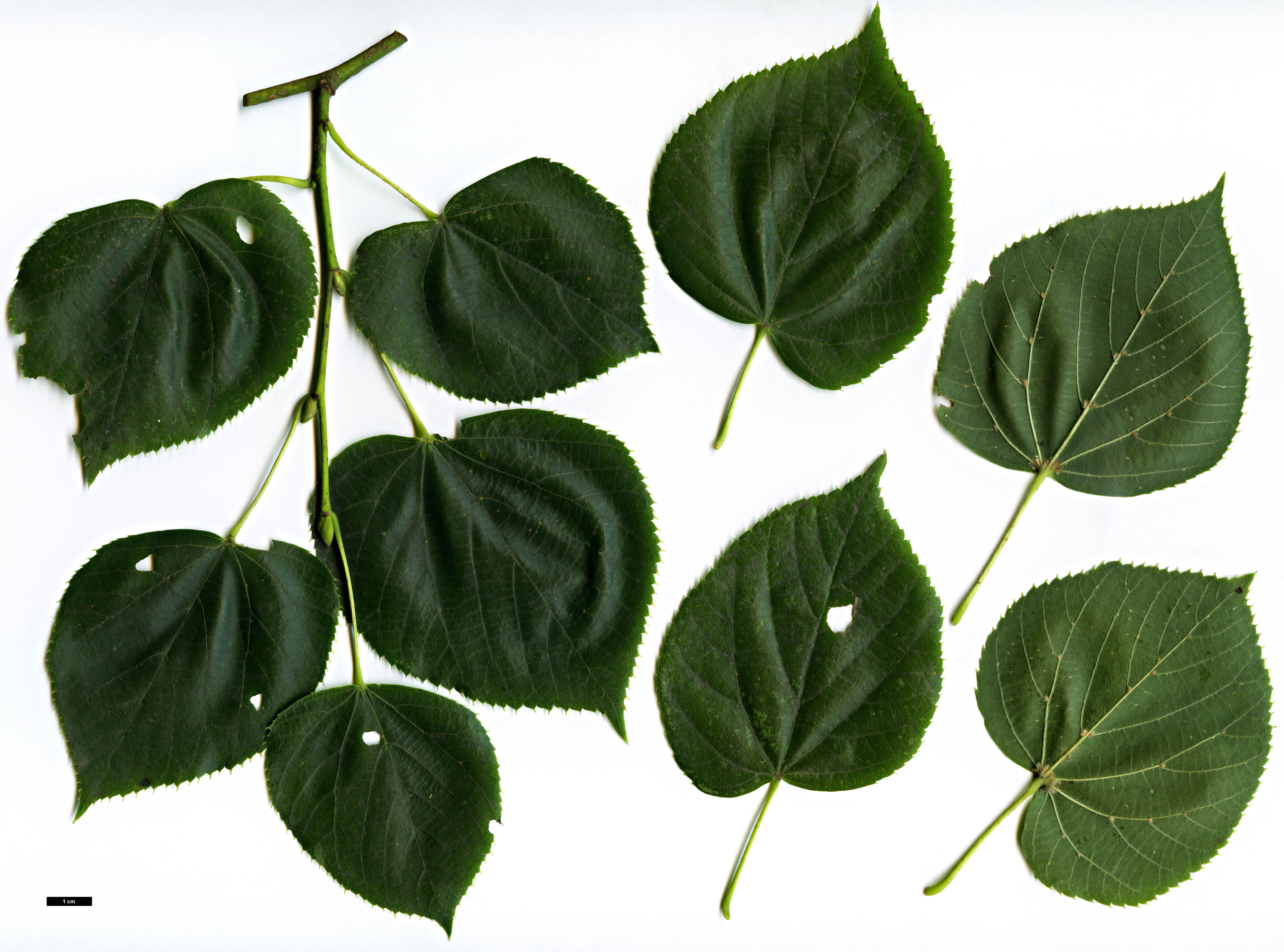 High resolution image: Family: Malvaceae - Genus: Tilia - Taxon: ×euchlora (T.cordata × T.dasystyla subsp. caucasica)